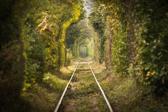 Railway tracks pass through a lush green tunnel of trees in an atmospheric forest landscape, creating a natural perspective with leading lines and soft sunlight.