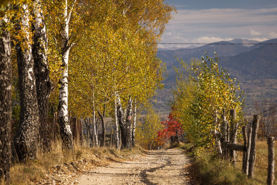 A quiet dirt road winds through golden birch trees in an autumn countryside landscape, with wooden fences, colorful foliage and distant mountains under a soft sky.