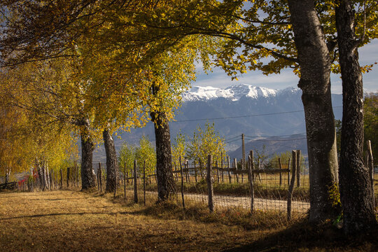 A quiet dirt road winds through golden birch trees in an autumn countryside landscape, with wooden fences, colorful foliage and distant mountains under a soft sky.
