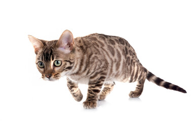 bengal kitten in studio © cynoclub