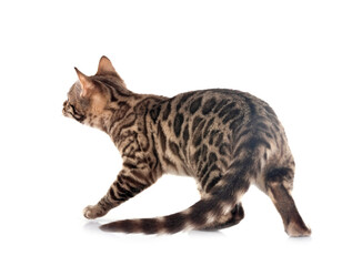 bengal kitten in studio © cynoclub