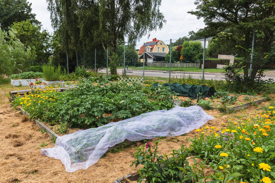 Organic Vegetable Raised Beds with Garden Row Covers