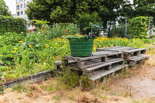 Green Harvest Basket on Wooden Pallets in Allotment