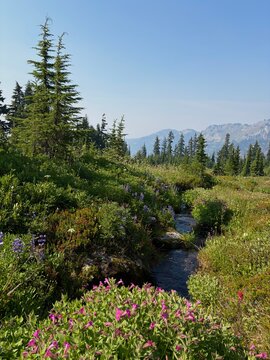 Small spring flowing through mountain meadow