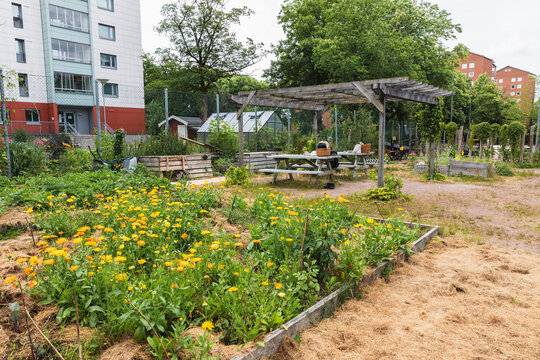 Vibrant Urban Community Garden with Pergola and Flowers