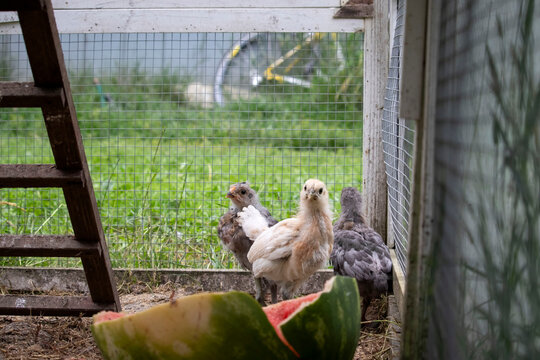 Chicks in a henhouse