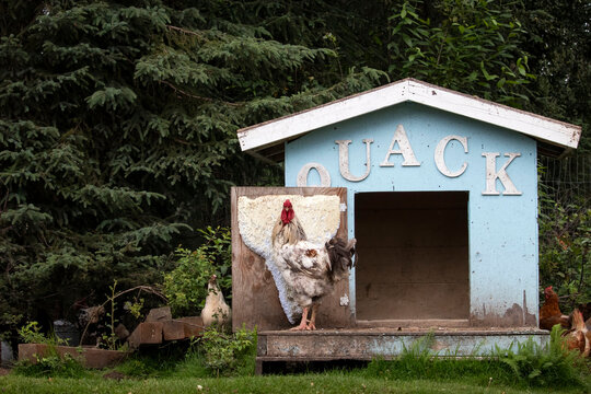 Rooster in a chicken coop