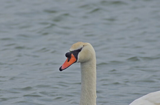 A close-up head portrait of a beautiful mute swan (Cygnus olor) with a bright orange beak.
