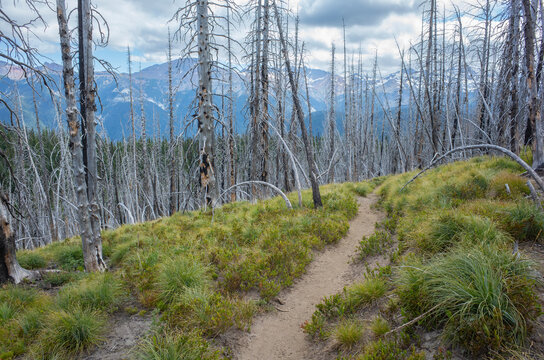 Hiking trail through wildfire damage forest