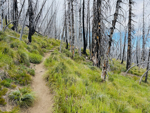 Hiking trail through wildfire damaged forest