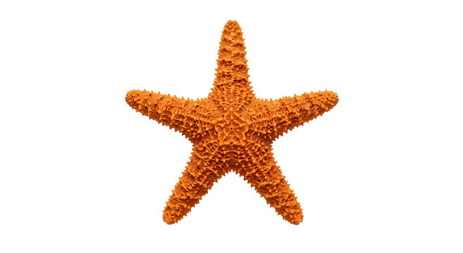 Detailed orange starfish isolated on a clean white background for marine biology projects