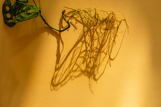 Monstera Cutting Shadow Play