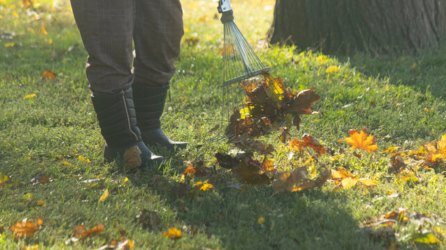 Low-angle view of a municipal groundskeeper in dark boots raking fallen maple leaves on grass during park autumn cleanup