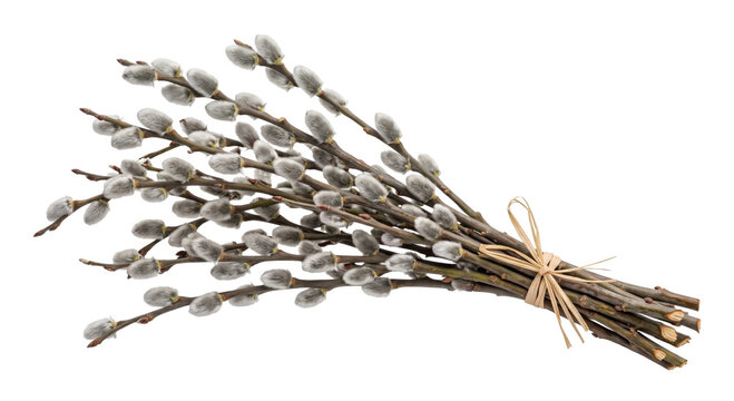 A rustic bouquet of pussy willow branches tied with a simple raffia ribbon on white background