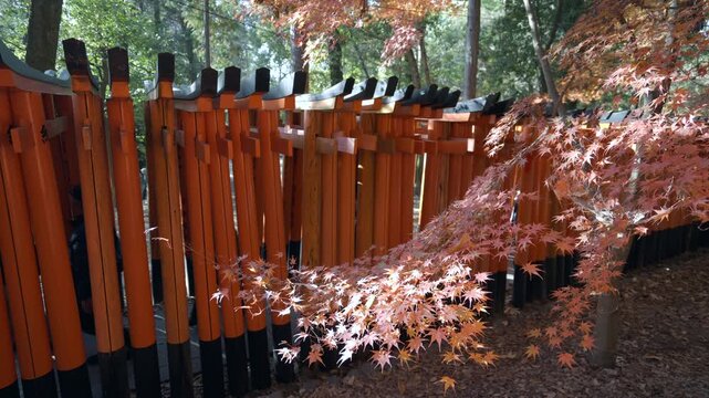 Fall season at Fushimi Inari shrine in Kyoto, Japan.