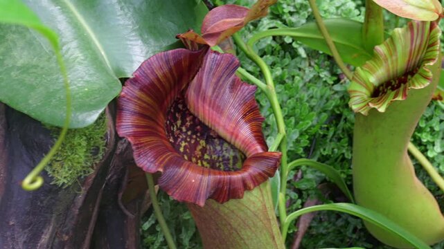 Tropical Pitcher Plant (Nepenthes sp.). Insects fall off the slippery lip and are digested in the fluid within the pitcher.