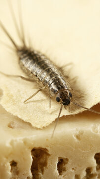 Silverfish insect macro parchment antique texture beige silverfish insect on antique parchment with detailed scales, antennae, and legs above porous pale surface in soft studio light