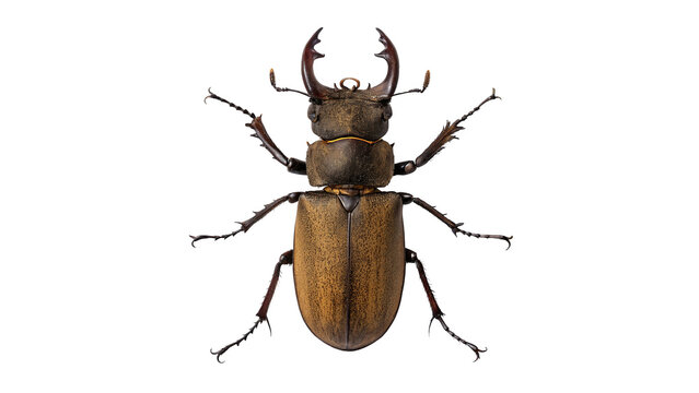 A brown stag beetle insect crawling isolated on transparent background