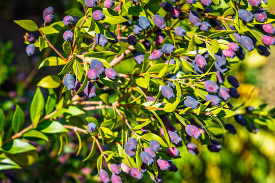 Blue berries ripening on leafy branches in sunlight during the growing season