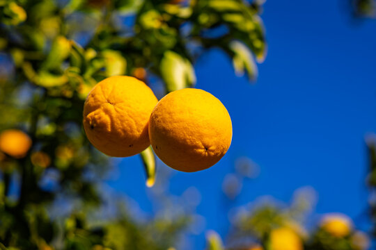 Two oranges hang from a tree branch under a blue sky in a sunlit orchard