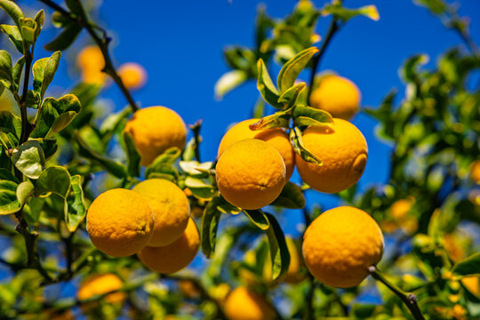 Ripe oranges hanging among green leaves on a citrus tree under a blue sky