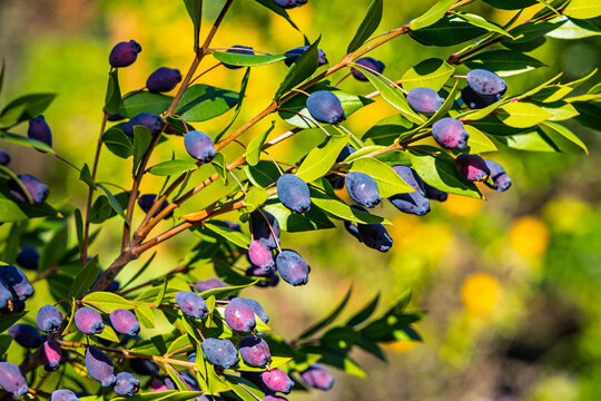 Blue and purple berries grow among green leaves on branches in sunlight