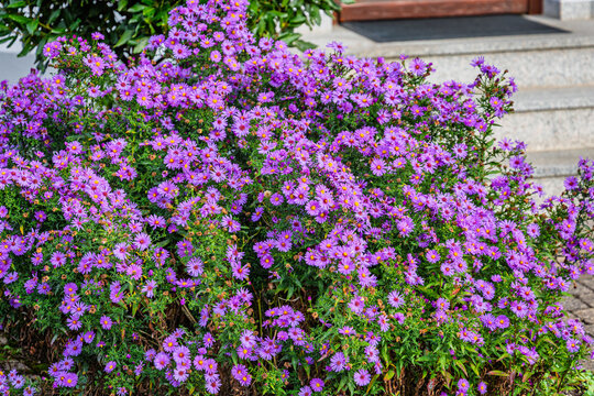Purple flowers growing beside a paved walkway near a building entrance in daylight