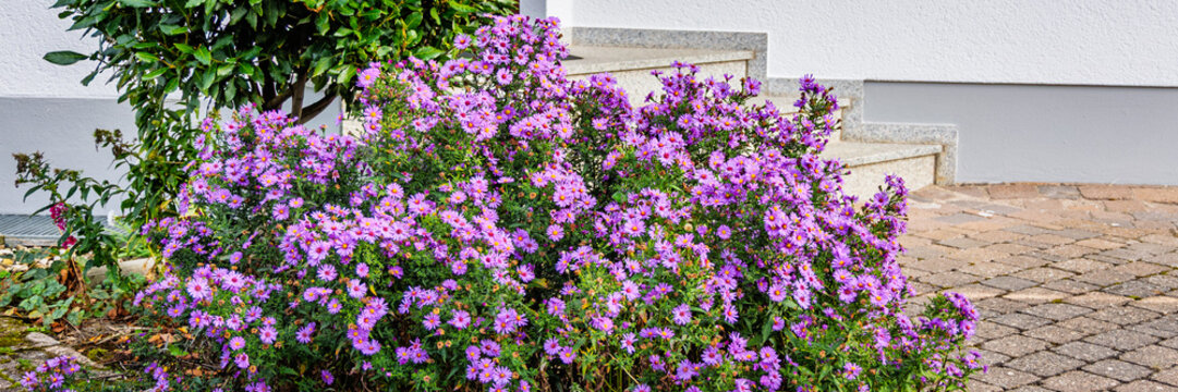 Purple flowers grow beside a stone walkway and building entrance in daylight
