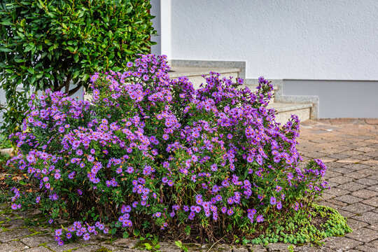 Purple flowers grow beside a paved walkway and white building during the day