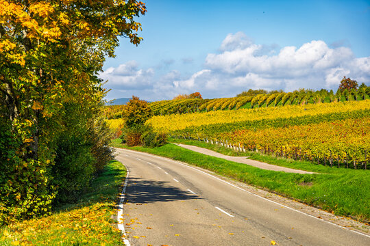 Road passing through autumn vineyards and trees in a rural landscape