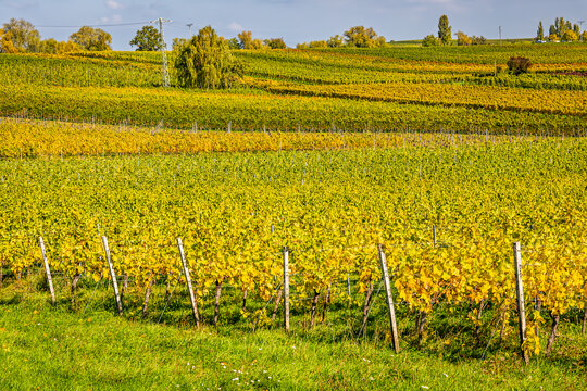 Rows of grape vines cover rolling farmland beneath trees and power lines in autumn
