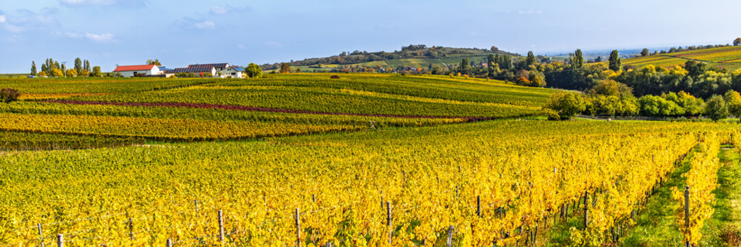 Vineyards cover rolling hills near farm buildings in a rural landscape during the day