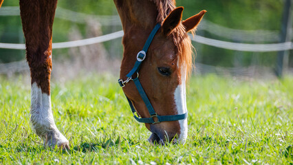Chestnut horse wearing a blue halter grazes in a grassy pasture during the day © Fleuronica