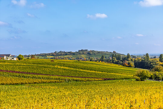 Rows of grapevines cover rolling countryside near a village under an open sky