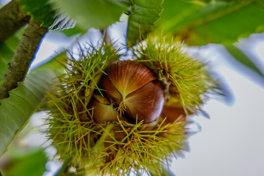 Chestnuts growing inside spiny green husks on a tree branch in daylight