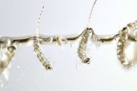 Mosquito larva water surface macro showing translucent segmented body, breathing siphon, fine hairs, and wriggling movement in clear stagnant water