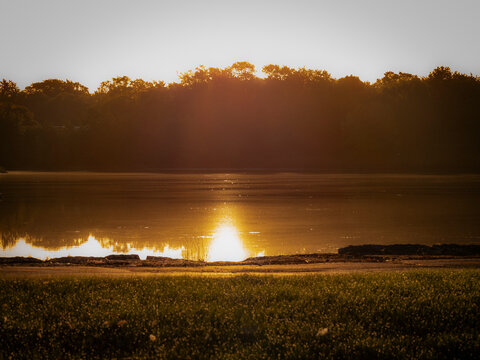 Golden sunset reflecting on serene lake surface with tree silhouette horizon and grassy foreground