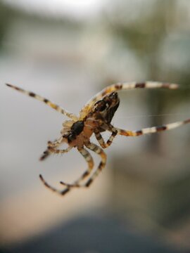 Araneus diadematus - European garden spider viewed from the underside (ventral side), showing its cephalothorax, pedipalps. Macro nature photography.