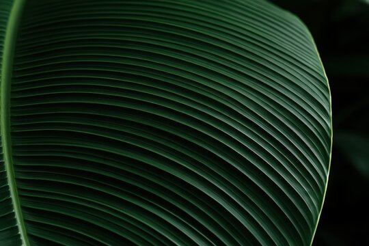 Close-up of a dark green leaf with prominent veins