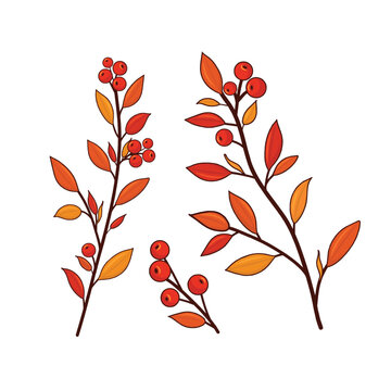 Autumn berry branches with red berries and orange leaves for seasonal thanksgiving flora decoration set.