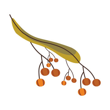 Linden tree branch with yellow leaf and hanging seeds for seasonal forest themed graphic decoration.