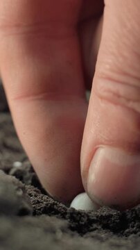 Fingers planting a white and red seed into dark soil, pressing it down before leaving it partially exposed in a close view of gardening activity