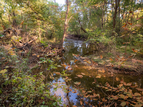 Calm forest stream winding through woodland with autumn leaves hanging in the foreground and warm sunlight