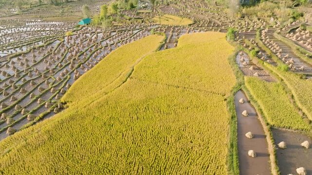 Aerial Pullback Over Golden Terraced Rice Fields at Harvest