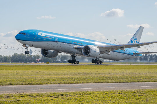 KLM Boeing 777-300ER PH-BVU landing among a flock of birds at Amsterdam Schiphol Airport, Netherlands, on October 4, 2024.