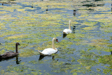 White adult swans and a gray young swan among floating algae © Stefanie