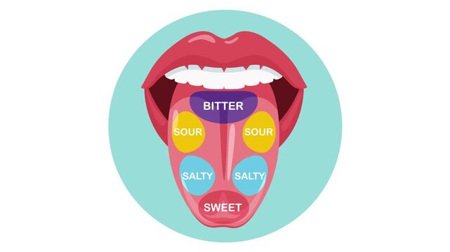 Anatomical map of tongue with parts sense taste. Taste buds, structure sections on tongue, sweet, bitter, salty, sour. Business animation video