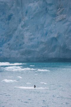 Gentoo penguin on an ice floe in front of a giant iceberg near Antarctica