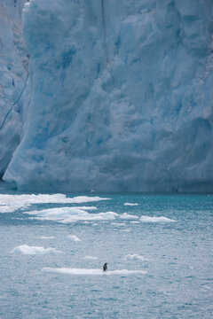Gentoo penguin on an ice floe in front of a giant iceberg near Antarctica