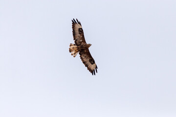 Captado por la cámara en pleno vuelo. Busardo ratonero (Buteo, buteo) © FranciscoJose